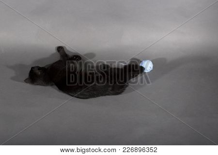 Black Cat On A Black Background Animal