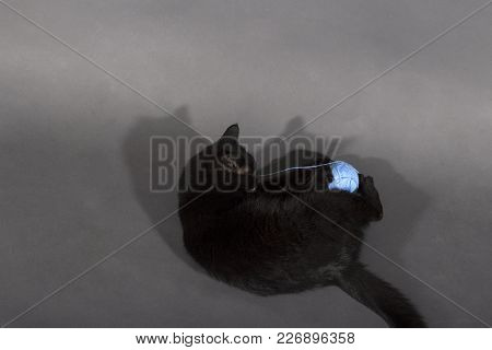 Black Cat On A Black Background Animal