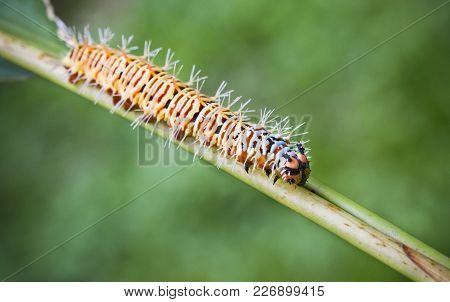 A Large Colorful Caterpillar Walks Down A Leaf Stem In The Jungle Of Costa Rica.