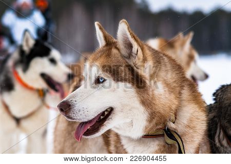 Racing Dog Sleds. People On The Sledge. A Team Of Husky. Winter Sport