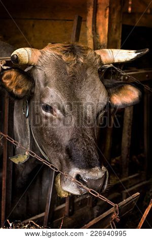 Bull On The Farm In The Stall.