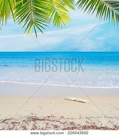 Driftwood By The Sea On A Tropical Beach