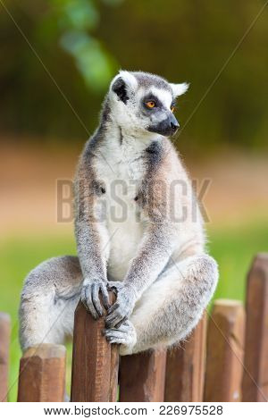 Portrait Of Ring-tailed Lemur, Native To Madagascar, With Long, Black And White Ringed Tail.