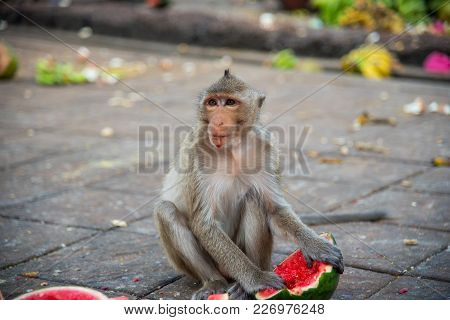 Family Of Macaca Fascicularis (long-tailed Macaque, Crab-eating Macaque) ,portrait Of Cute Monkey In