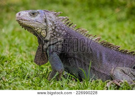 Close Up Of A Iguana, Harmless Reptile, Selective Focus Of A Lizard