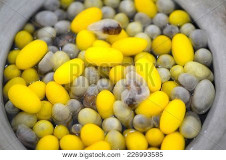 Beautiful Yellow Color Boiling Cocoon Silkworm In A Pot.