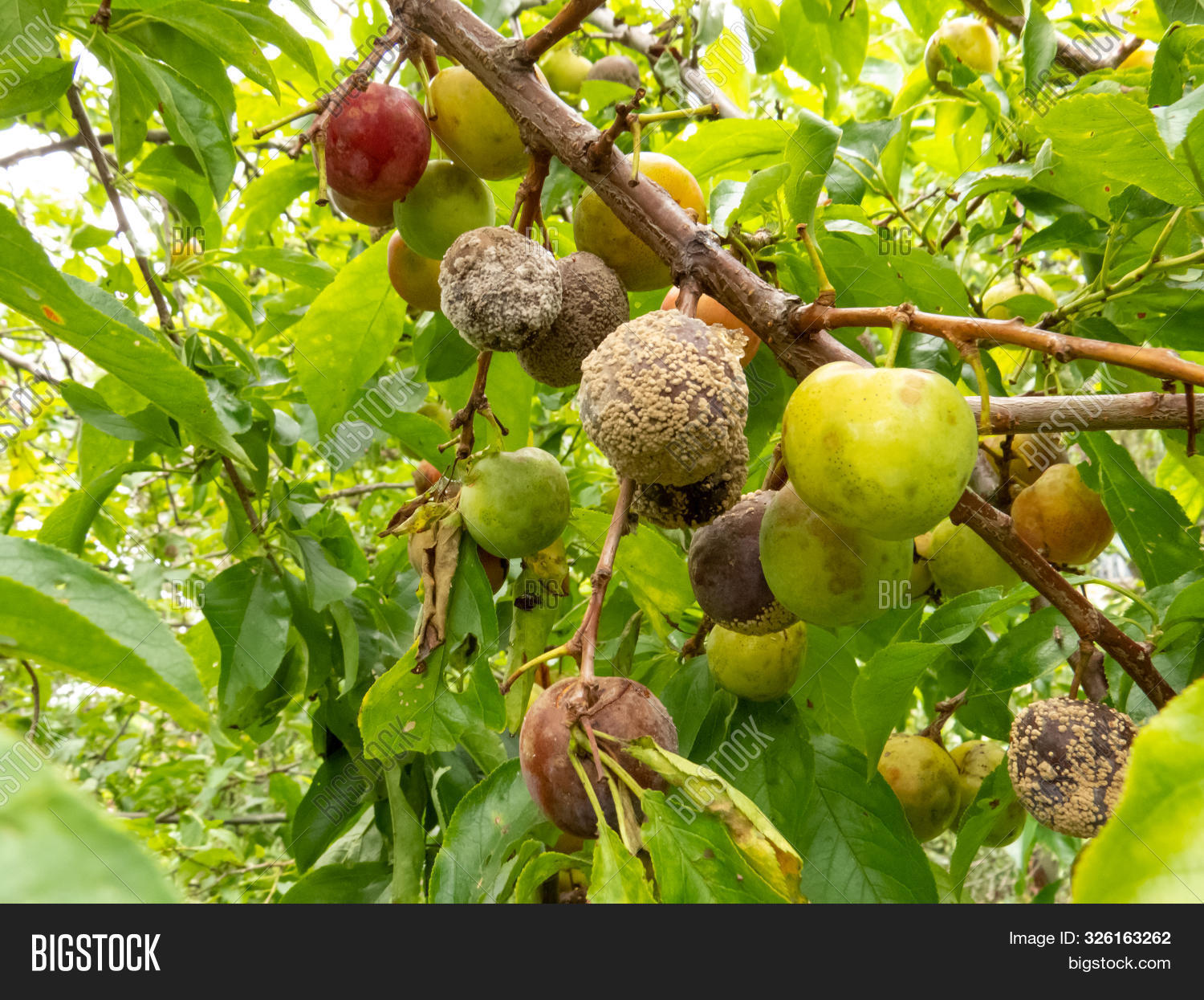 Moldy Plums On Tree, Image & Photo (Free Trial) Bigstock