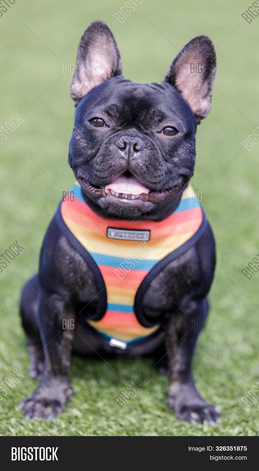 Are French Bulldogs Good Off Leash