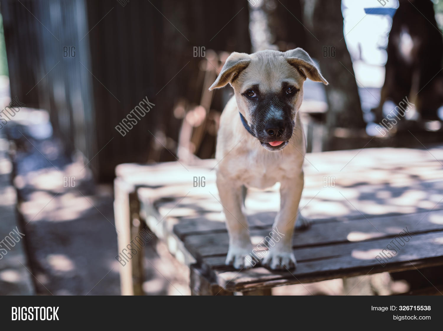 Stray Dog, Alone Life Image & Photo (Free Trial) Bigstock