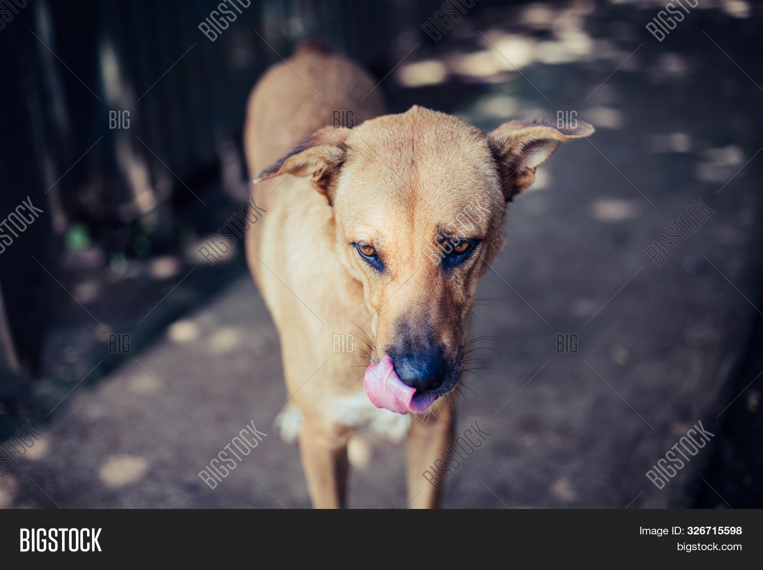 Stray Dog, Alone Life Image & Photo (Free Trial) Bigstock