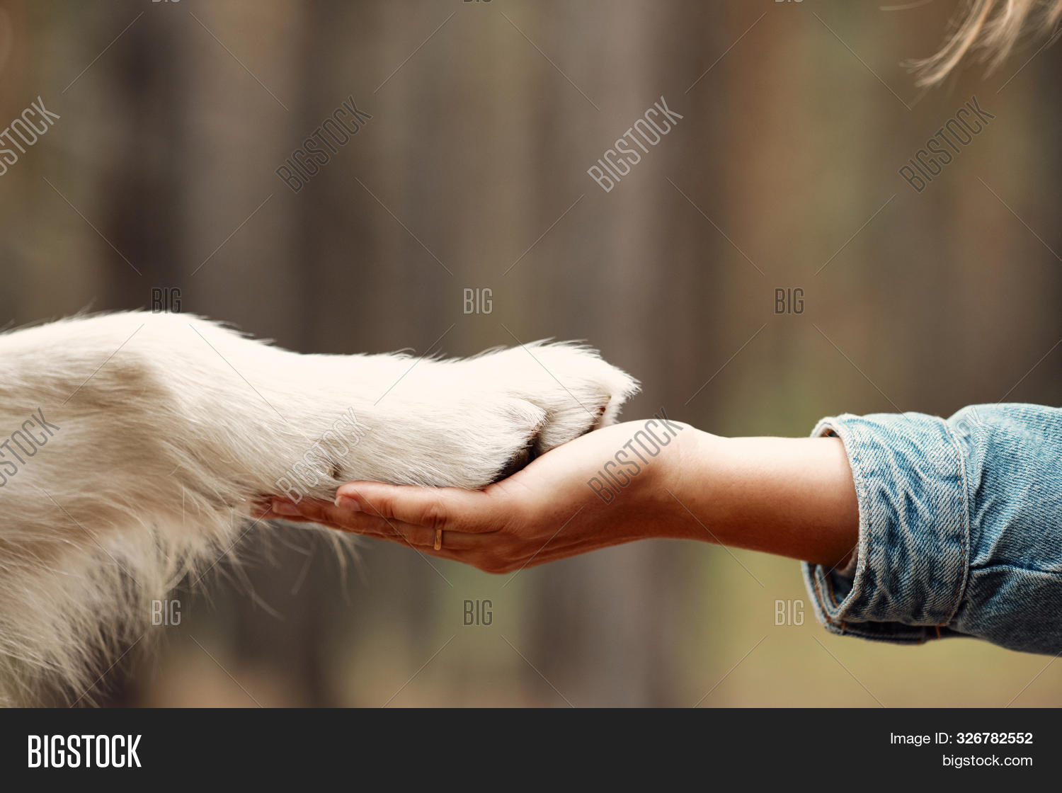 Imagen y foto Dog Giving Paw (prueba gratis) Bigstock