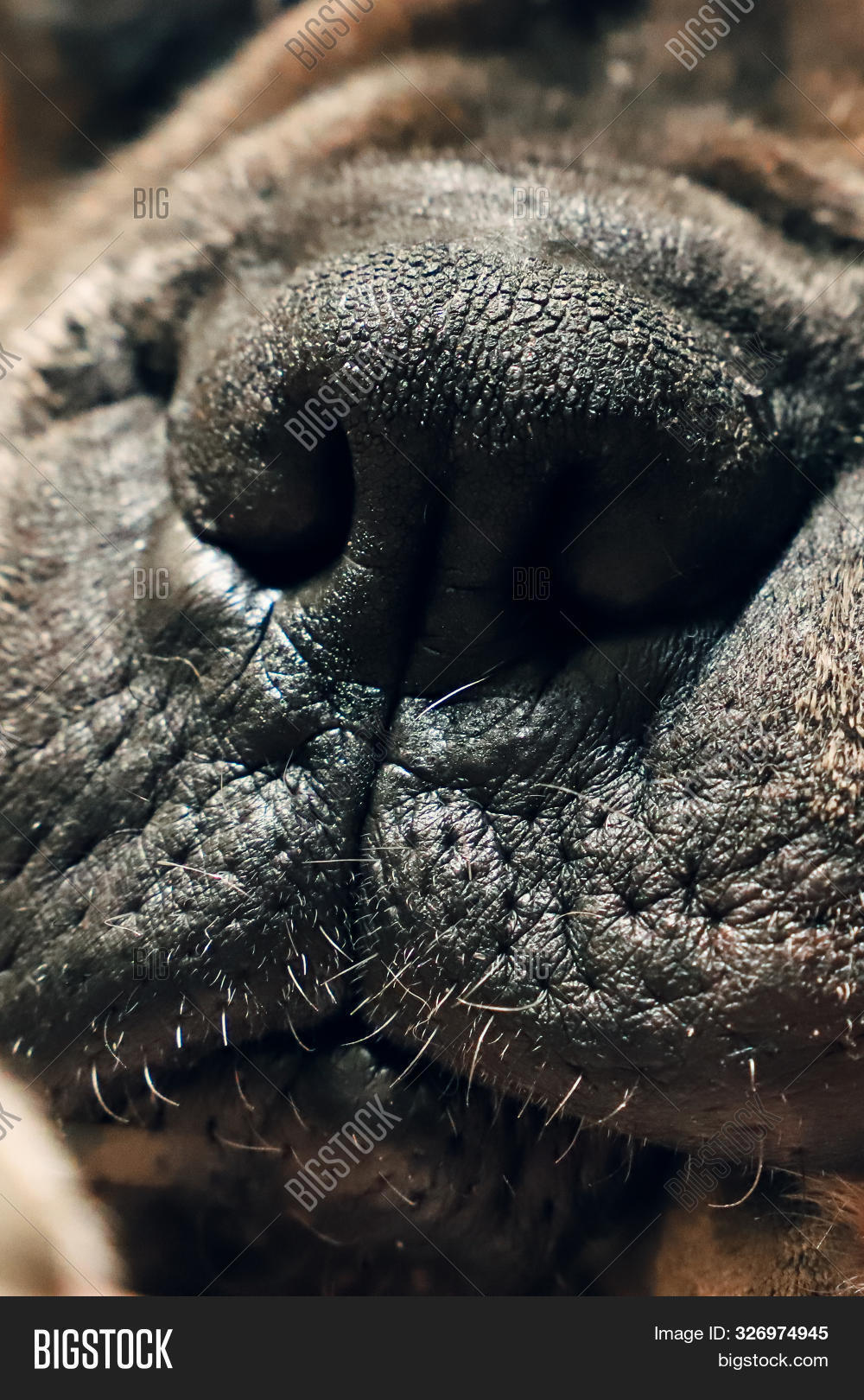 Close Boxer Dog Nose Image & Photo (Free Trial) Bigstock