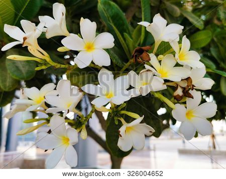Tropical Flowers Frangipani (plumeria). Frangipani Flowers Are A Bouquet On The Tree. Floral Fragran