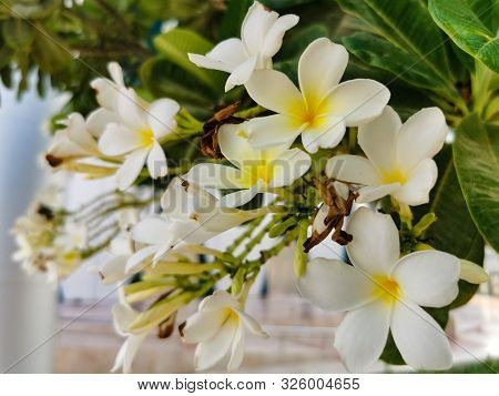 Tropical Flowers Frangipani (plumeria). Frangipani Flowers Are A Bouquet On The Tree. Floral Fragran