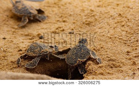Baby Sea Turtle Hatching. One Day Old Sea Turtles In Hikkaduwa In The Turtle Farm.,sri Lanka . Logge