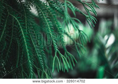 Fern In Nature Is A Member Of A Group Of Vascular Plants (plants With Xylem And Phloem) That Reprodu