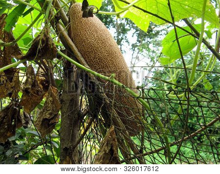 Large Brown Overripe Cucumber On Bush At Summer. Close Up Of One Overripe Cucumber On A Branch For G