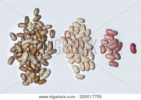 Many Beans Are Sorted By Species. The Beans Are Grouped By Species. Fresh Young Beans Isolated On A 