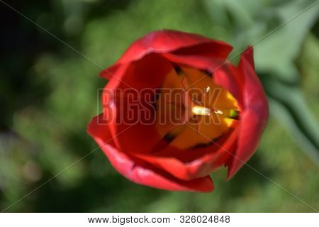 Direct Look Into A Flowering Red Tulip Blossom.
