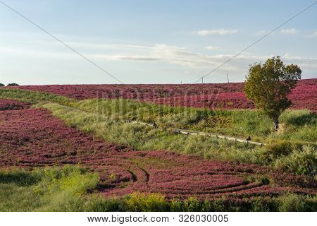 Landscape With Red Blossom Of Honey Flowers Sulla On Pastures And  Green Wheat Fields On Hills Of Si