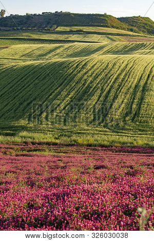 Landscape With Red Blossom Of Honey Flowers Sulla On Pastures And  Green Wheat Fields On Hills Of Si