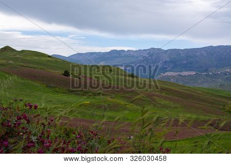 Landscape With Colorful Blossoming Pastures And Fields, Honey Flowers Sulla From Sicily, Agriculture
