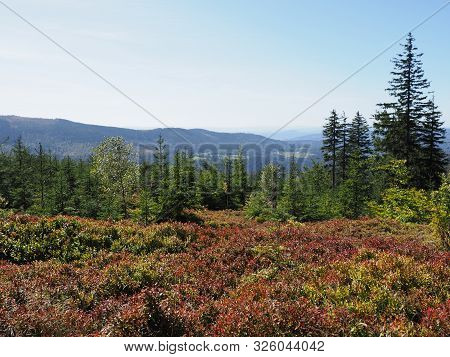 Red Blueberries Bushes At Silesian Beskids Mountains Range Landscapes Near Salmopol Pass Above Europ