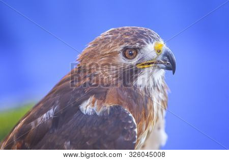 Red-tailed Hawk Or Buteo Jamaicensis. Closeup Shot