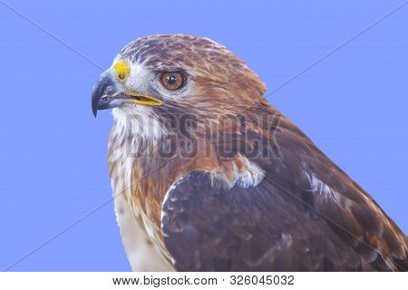 Red-tailed Hawk Or Buteo Jamaicensis. Isolated Over Blue