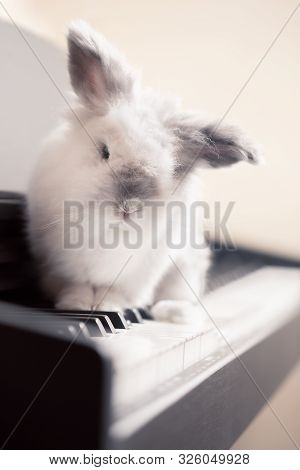 White Lionhead Rabbit Sitting On A Piano Keyboard