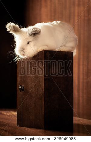White Lionhead Rabbit On A Wooden Box
