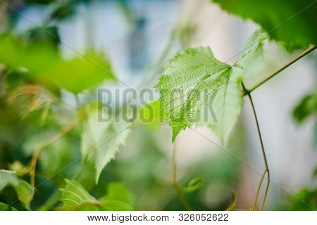 Grape Leaves In Vineyard. Green Vine Leaves At Sunny September Day. Soon Autumn Harvest Of Grapes Fo