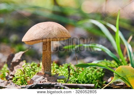 Leccinum Versipelle Mushroom In Autumn Forest. Orange Birch Bolete. Edible Healthy Meal.
