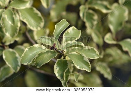 Variegated Kohuhu Leaves - Latin Name - Pittosporum Tenuifolium Variegatum