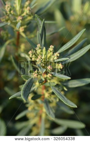 Sheep Laurel Flower Buds - Latin Name - Kalmia Angustifolia Rubra
