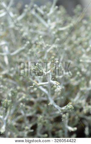 Silver Cushion Bush - Latin Name - Calocephalus Brownii