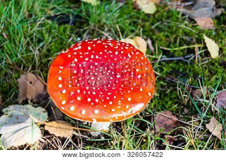 In Autumn You Can Find These Mushrooms In The Forest