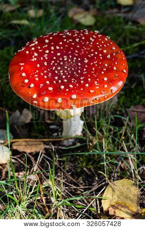 In Autumn You Can Find These Mushrooms In The Forest
