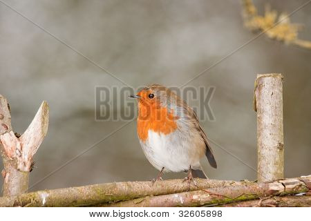 Robin redbreast