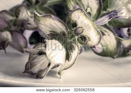 Sage - A Medicinal Plant With Antiseptic Action