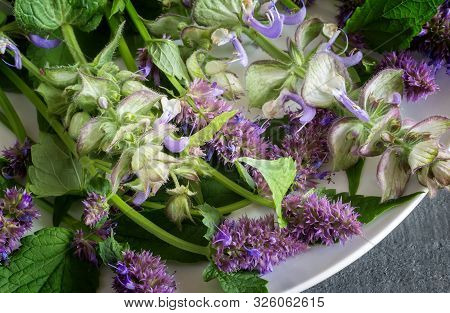 Valuable Medicinal Plants Sage And Aniseed Lofant
