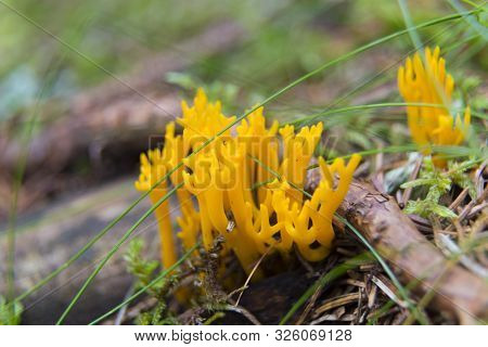 Yellow Edible Coral Mushroom Ramaria Flava Mushroom In The Forest, Close-up.
