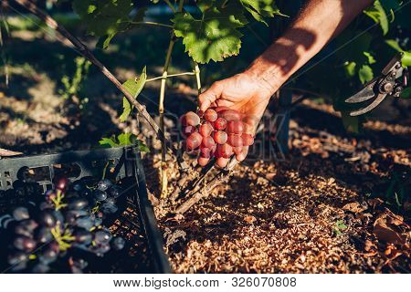 Autumn Grapes Harverst. Farmer Gathering Crop Of Grapes On Farm. Man Cutting Red Table Grapes With P