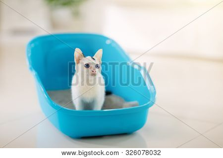 Cat In Litter Box. White Little Kitten In Toilet With Sand Filler. Home Pet Care And Hygiene. Potty 