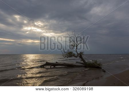 A Ray Of Light Breaks Through A Cloudy Sky To Illuminate A Tree Growing On A Beach In Southwick Beac