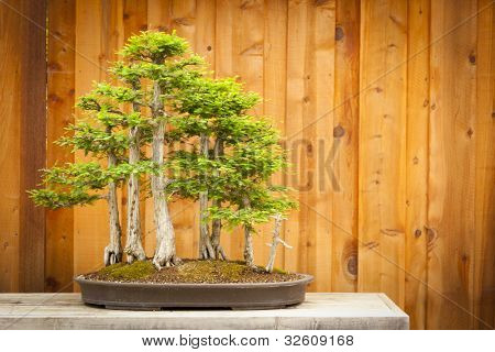 Smukke Skaldede Cypress Bonsai træ skov mod et træ hegn.