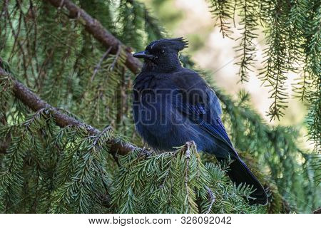 Stellers Jay Cyanocitta Stelleri Pacific Coast Form.