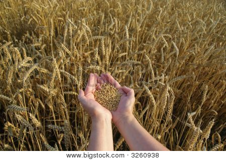 Grano