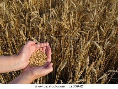 Grano