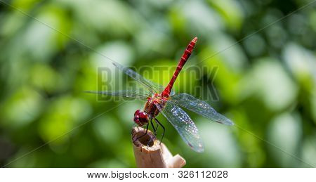 Close Up Photo Of A Dragonfly (sympetrum Flaveolum) Resting On A Bamboo Stick. Photo Taken From Abov
